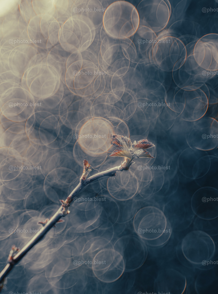 New Life Bubbles | Ein Trieb einer Himbeerpflanze erwacht zum Leben. - Realisiert mit Pictrs.com