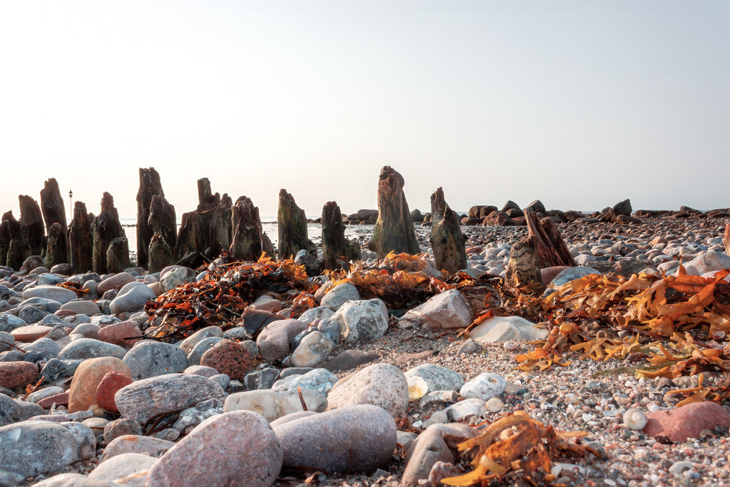 Kuratierte Fotokunst Küste – Helles Wandbild Steine und Treibholz am Naturstrand | In harmonisch abgestimmten, warmen Erdtönen fängt dieses Motiv die zeitlose Schönheit der Küste ein. Das weiche Licht bricht sich in den glatten Kieselsteinen und lässt das sonnengebleichte Holz in eleganter Ruhe erstrahlen. Die sanfte Farbstimmung und die feinen Strukturen bringen eine beruhigende, edle Klarheit in jeden Wohnraum und schaffen eine Atmosphäre von Beständigkeit und tiefem Wohlbefinden.