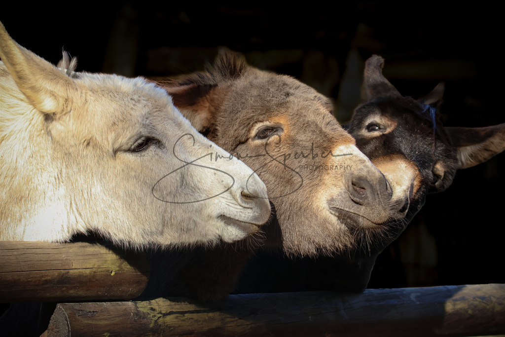 Eselfreunde | Simone Sperber, svb-photography,Fotografin,Bilddesignerin,Naturfotografie,Macrofotografie,Tierfotografie,Wildtierfotografie,Ausstellungen,Auftragsfotografie,Kunst,Art,Photographer,Shootings,Bildberatbeitung,Galerie,Shop