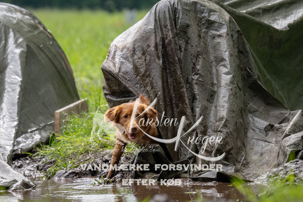0953_ZZ92162 | kk-dogfotos