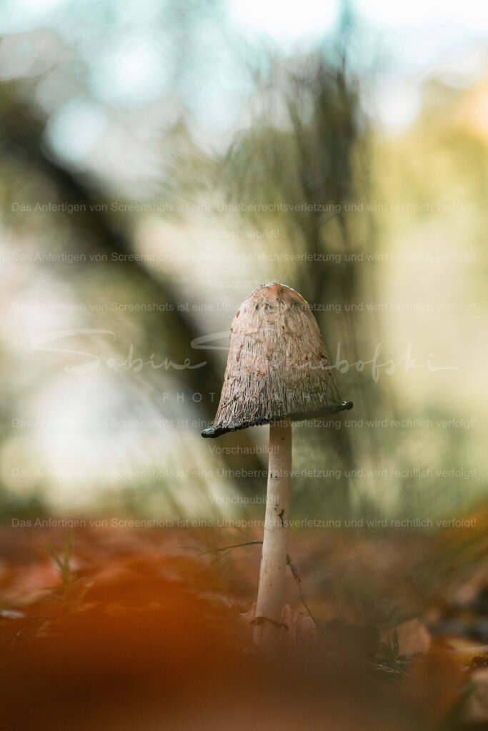 Tintling | Exklusive Naturfotografie für stilvolle Wanddekoration ★ Premium Wandbilder Made in Germany ✔️ FineArt Drucke & Downloads ✔️ Brillante Farben, höchste Qualität & weltweiter Versand ✔️ - Realisiert mit Pictrs.com
