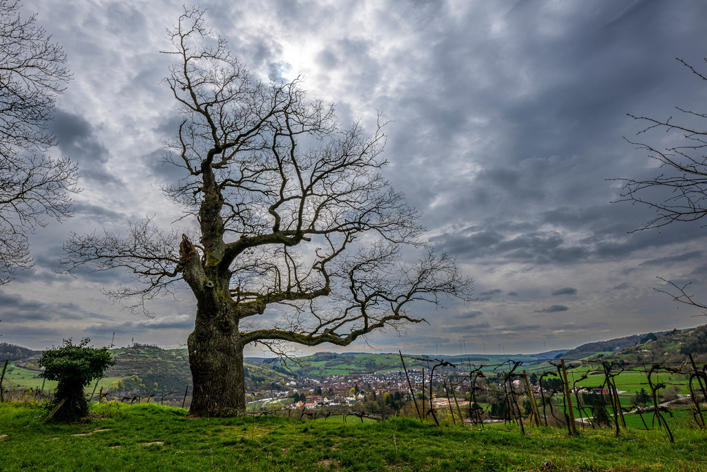 Drohendes Unwetter über dem Glantal bei Meisenheim | Dramatischer Wetterwechsel über den sanften Hügeln bei Meisenheim: Eine schwere, graue Wolkendecke zieht auf und kündigt spürbar den nächsten Regenschauer an. Doch zwischen der dichten Bewölkung bricht vereinzelt verhaltenes Licht durch. Im Vordergrund trotzt ein mächtiger, knorriger Baum als stummer Zeuge den Naturgewalten. Darunter schmiegt sich das ruhige Tal mit seinen Weinbergen und dem Ort friedlich an die grüne Landschaft. Ein Bild voller natürlicher Spannung, das den Kontrast zwischen kühler Frühlingsluft, aufziehendem Sturm und dörflicher Geborgenheit spürbar macht. - Realisiert mit Pictrs.com