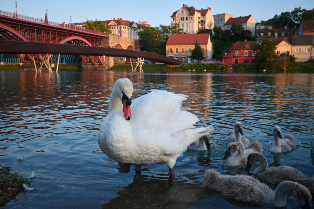 Stari Most über die Drau | Maribor, Slowenien - June 19, 2025: Stari Most über die Drau, mit einer Schwanenfamilie. - Realisiert mit Pictrs.com