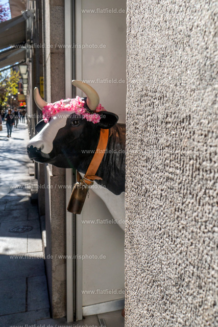 Straßenkuh | Madrid