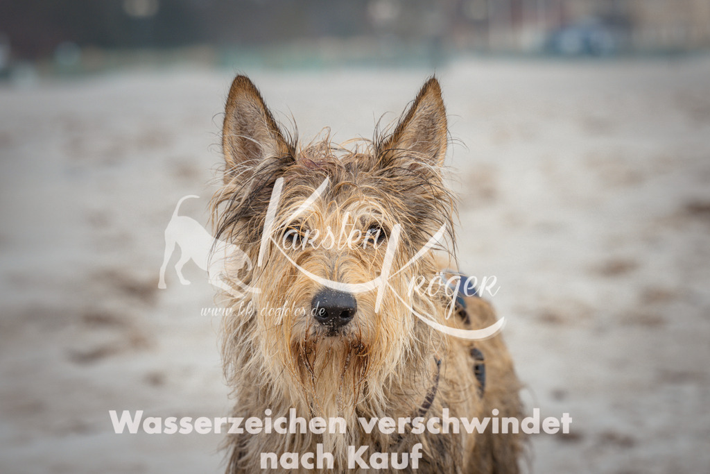 1127_ZZ98461 | kk-dogfotos