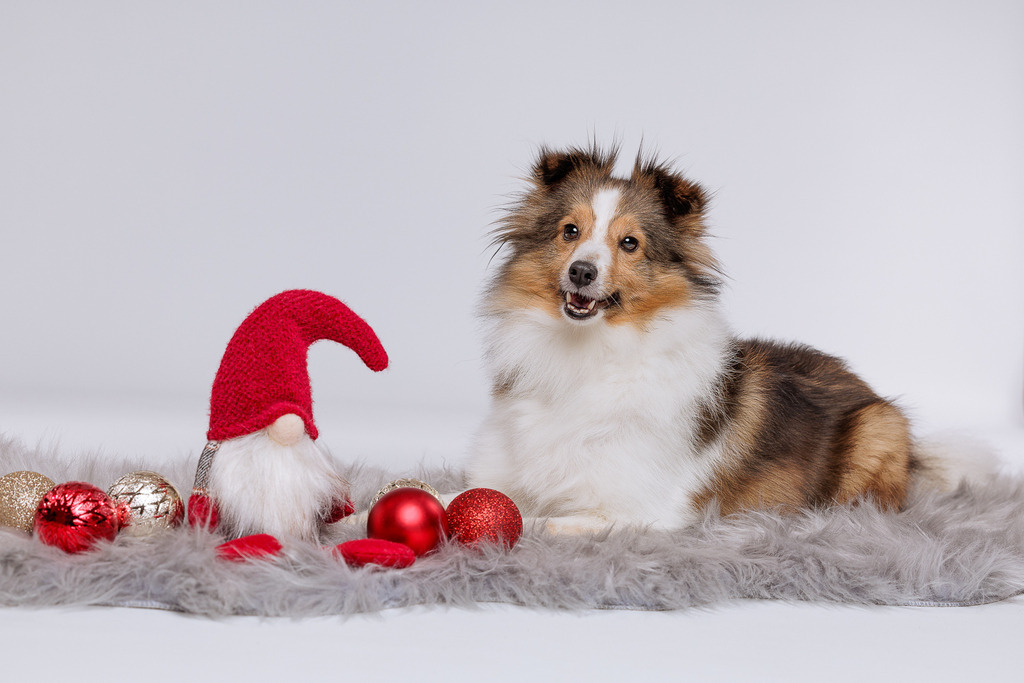 Hundefotografie im Professionellen Heimstudio | Hundefotografie mit professioneller Blitzanlage 