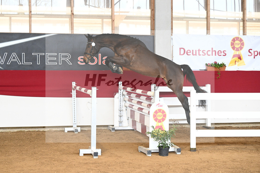 Kat-Nr. 33 Acira v. Adzaro de L Abbaye B_Lehr_7250845 | hf-fotografie - Realizzato con Pictrs.com