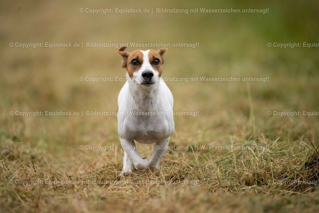 20210728_Jack-Russel_0002 | Foto: Thomas Hartig