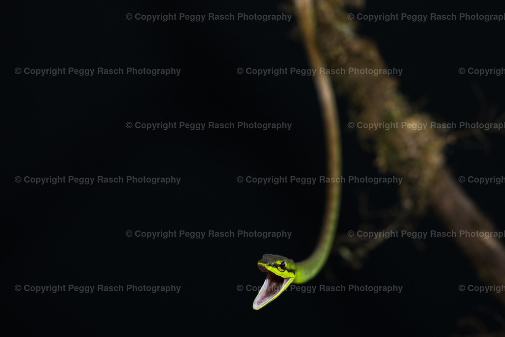 Schlange (4) | PeggyRaschPhotography - Realisiert mit Pictrs.com