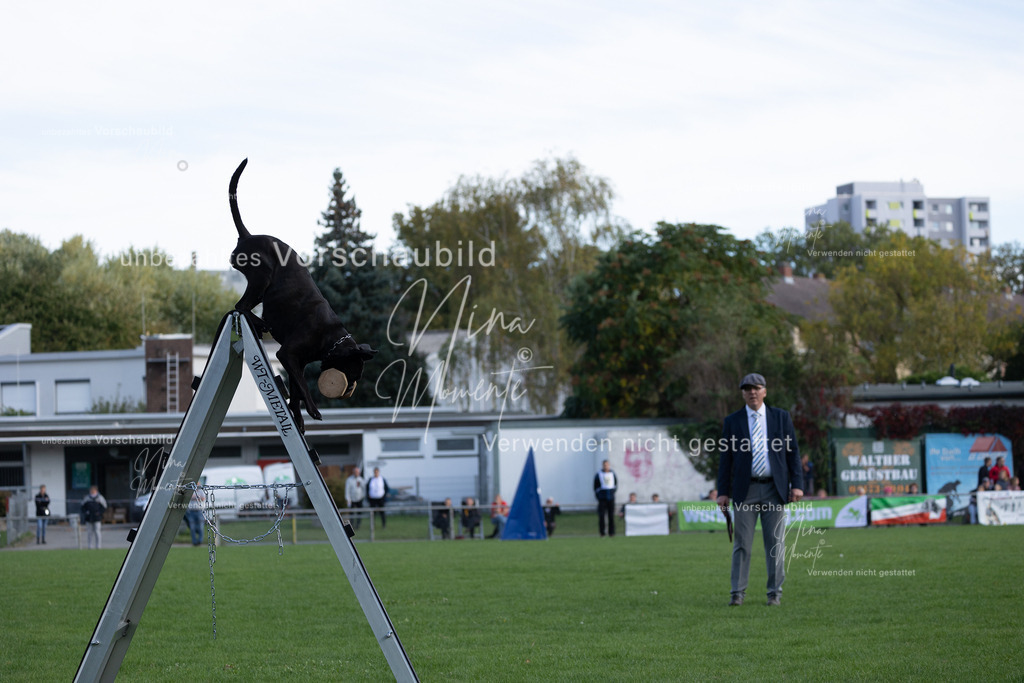 _16A5598 | Einzigartige Fotos von Hunden & Menschen –Actionfotos, Portraits, Vereinsaufnahmen & Paarshootings – authentisch, lebendig & mit Herz.