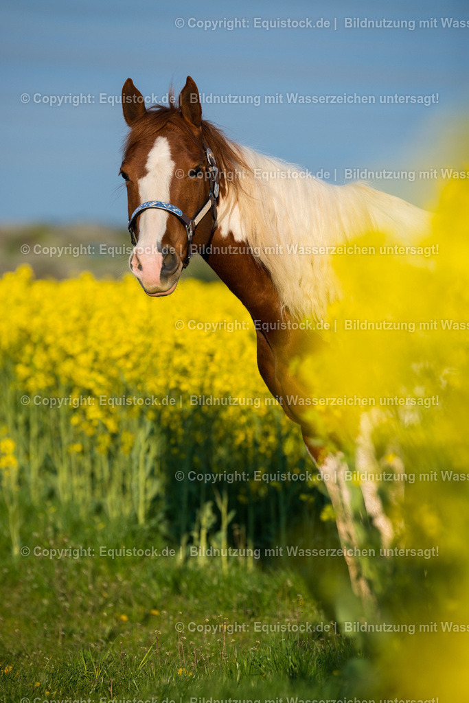 20160419_Painthorse_im_Rapsfeld_0002 | equistock