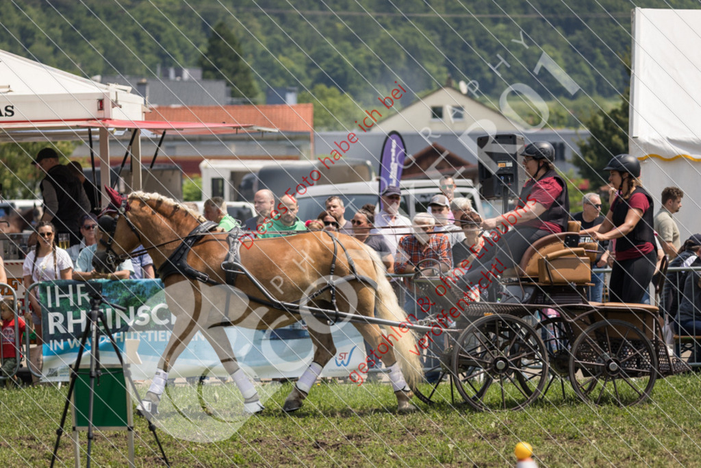 IMG_7965 | Sport-, Event- und Tierfotos in Profiqualität. Einfach auswählen, bestellen und herunterladen. Dein Moment – perfekt festgehalten.