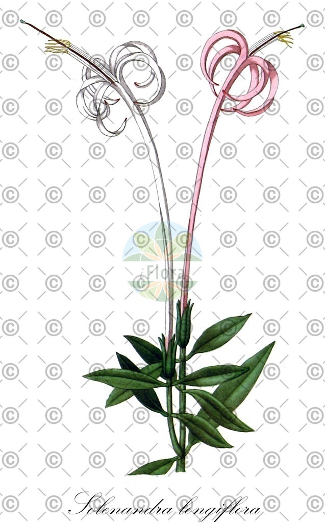 HistAbb_wfo-0000311678_1_ENZY_Simple | Historische Abbildung von Solenandra longiflora - Rubiaceae | Historical Illustration of Solenandra longiflora - Rubiaceae