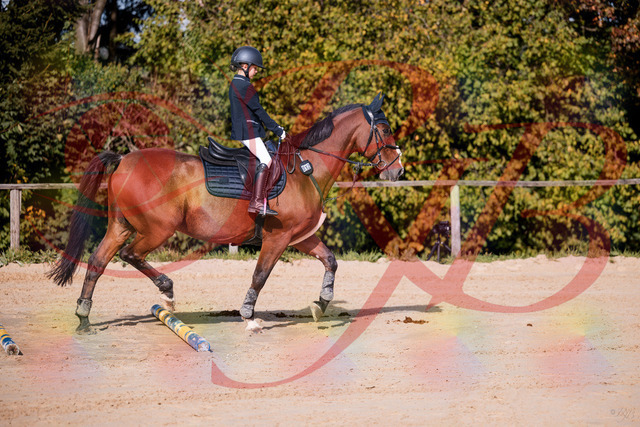 2026_10_03_Siefer-Hof_143735_Z81_06532730 | Professionelle Reitsport-, Turnier- und Eventfotografie von Robert Broda. Galerien mit ausgewählten und bearbeiteten Bildern direkt online ansehen und bestellen.