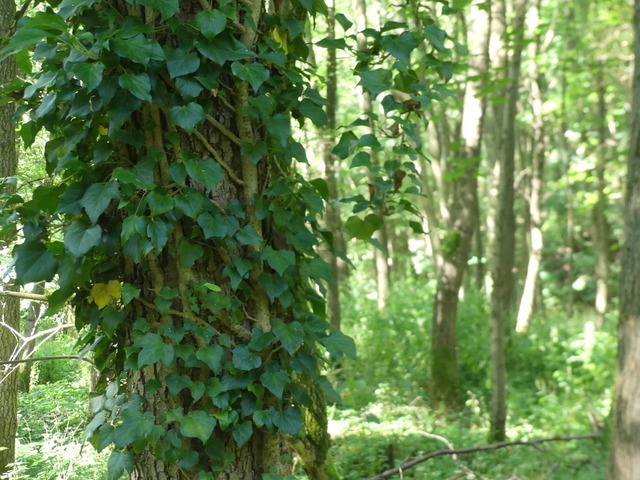 Efeu an Baunstamm | Verkauf von Fotos und  Videoclips zumThema Natur.Motive sind Pflanzen, Tiere, Landschaftenund Wetter - Realisiert mit Pictrs.com