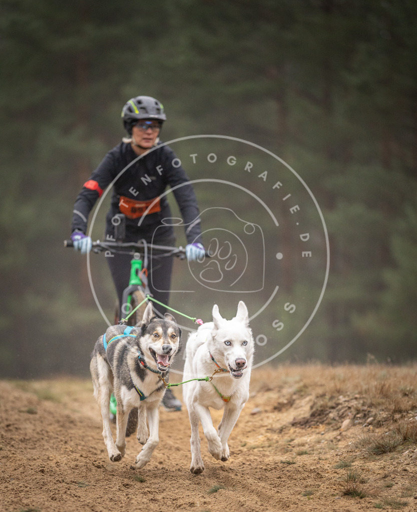 Pfotenfotografie_DV3A1247 | Hundefotografie, Tierfotograf, Pfotenfotografie, Fotoshooting Hund, Hunde Portrait, Hundesport, Hundeportraits, Heideshooting, Hunde, Sportfotograf, Hundefotograf, Turnierhundsport, THS,  - Realisiert mit Pictrs.com
