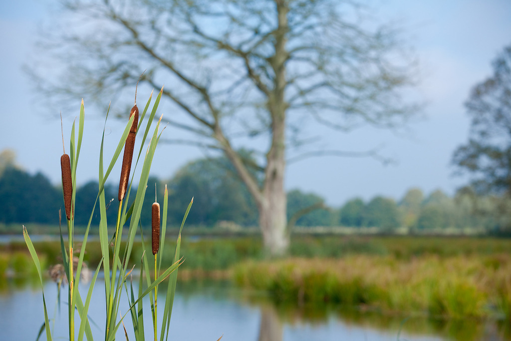 110919-044 | Europa, DEU, Deutschland, Nordrhein Westfalen, NRW, Rheinland, Niederrhein, Leuth, Naturpark Schwalm-Nette, Spaetsommer, Gewaesser, Schilf, Rohrkolben, Kategorien und Themen, Natur, Umwelt, Landschaft, Jahreszeiten, Stimmungen, Landschaftsfotografie, Landschaften, Landschaftsphoto, Landschaftsphotographie, Wetter, Wetterelemente, Wetterlage, Wetterkunde, Witterung, Witterungsbedingungen, Wettererscheinungen, Meteorologie, Wettervorhersage....[Fuer die Nutzung gelten die jeweils gueltigen Allgemeinen Liefer-und Geschaeftsbedingungen. Nutzung nur gegen Verwendungsmeldung und Nachweis. Download der AGB unter http://www.image-box.com oder werden auf Anfrage zugesendet. Freigabe ist vorher erforderlich. Jede Nutzung des Fotos ist honorarpflichtig gemaess derzeit gueltiger MFM Liste - Kontakt, Uwe Schmid-Fotografie, Duisburg, Tel. (+49).2065.677997, archiv@image-box.com, www.image-box.com] - Realisiert mit Pictrs.com