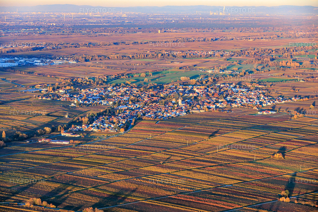 Luftbild: Ortsansicht zwischen herbtlich gefärbten Weinbergen von Südwesten im Abendlicht in Edesheim im Bundesland Rheinland-Pfalz in Deutschland. Foto: IMG_150959.jpg vom 05.11.2025 durch Werner Riehm/FLY-FOTO.de