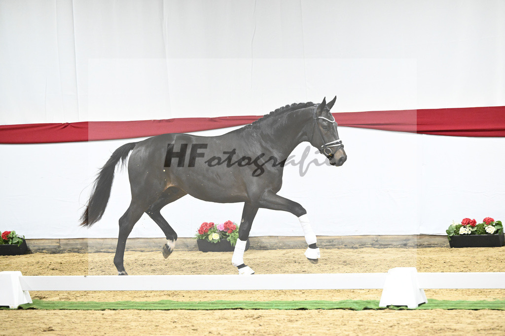 Kat-Nr. 49 v. Escamillo_Bschorer_63220461 | hf-fotografie - Realizzato con Pictrs.com