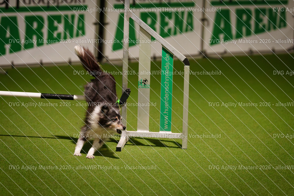 allesWIRTHgut_Tierfotografie-DVG_Agility_Masters_2026-18_07-7R506540 | Professionelle Tierfotografie in Mönchengladbach von Daniel Wirth (allesWIRTHgut). Liebevolle & natürliche Bilder von Hunden & Katzen für unvergessliche Erinnerungen.