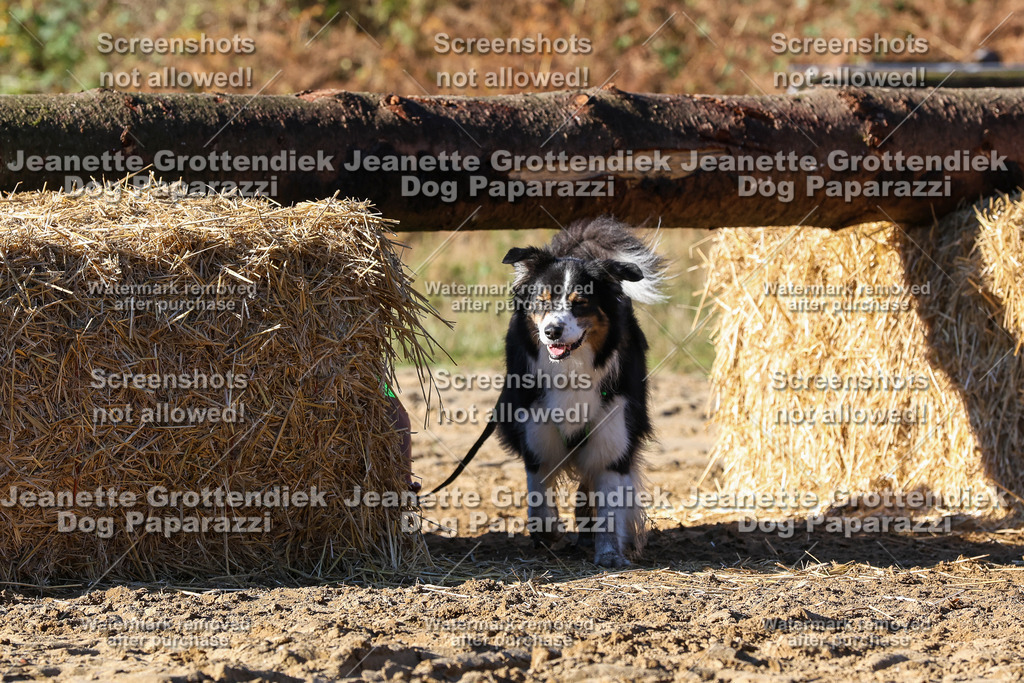 Dog Paparazzi - Strongdog 10-25-1808 | Dog Paparazzi Jeanette Grottendiek Fotografie & Videografie - Realisiert mit Pictrs.com