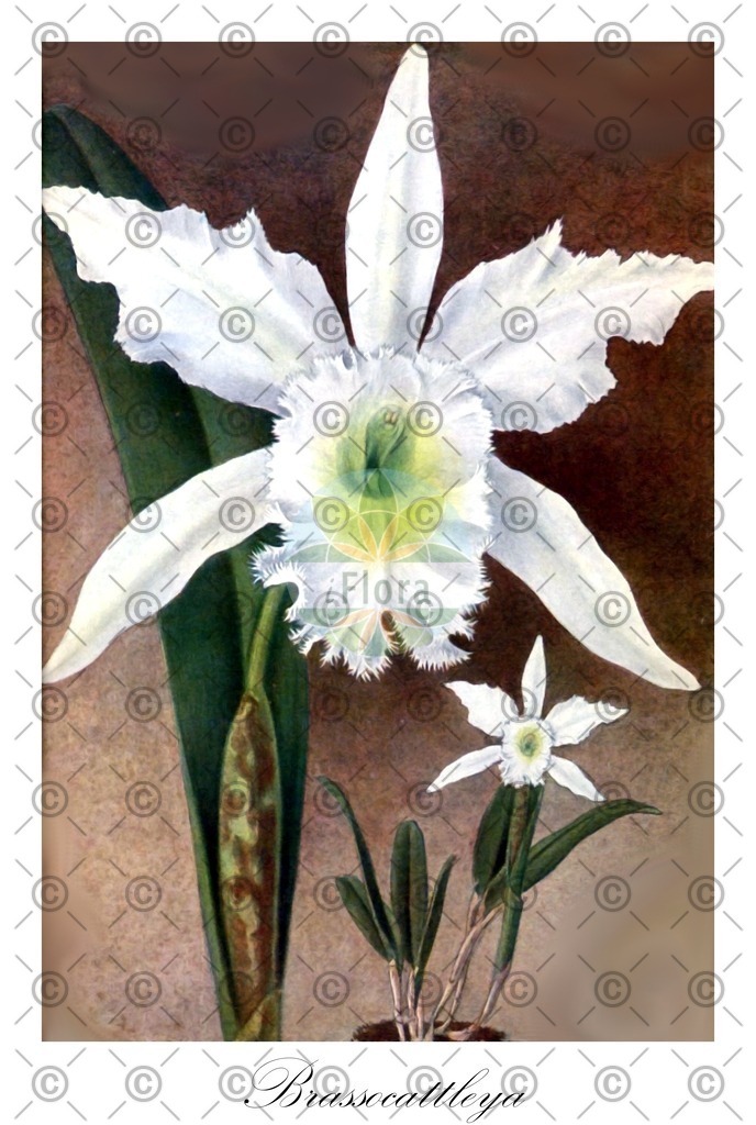 HistAbb_wfo-0001155535_1_ENZY_Simple | Historische Abbildung von Brassocattleya - Orchidaceae | Historical Illustration of Brassocattleya - Orchidaceae