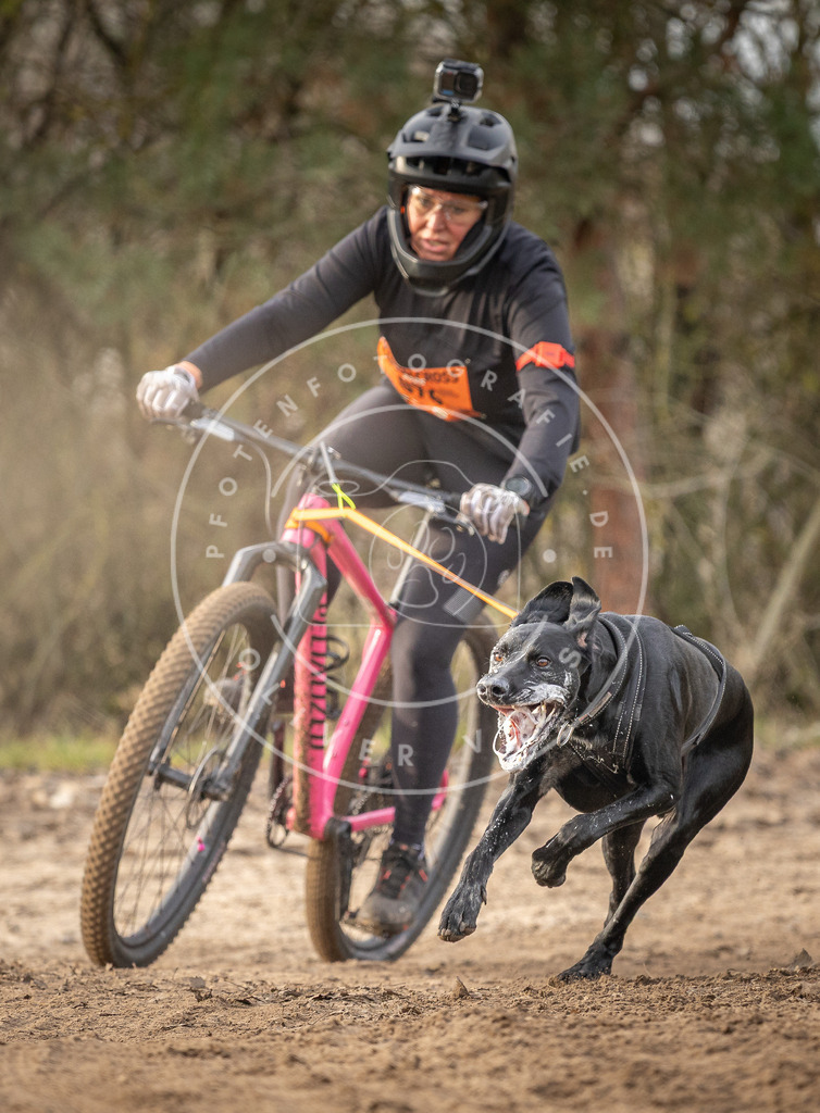 Pfotenfotografie_DV3A8018 | Hundefotografie, Tierfotograf, Pfotenfotografie, Fotoshooting Hund, Hunde Portrait, Hundesport, Hundeportraits, Heideshooting, Hunde, Sportfotograf, Hundefotograf, Turnierhundsport, THS,  - Realisiert mit Pictrs.com