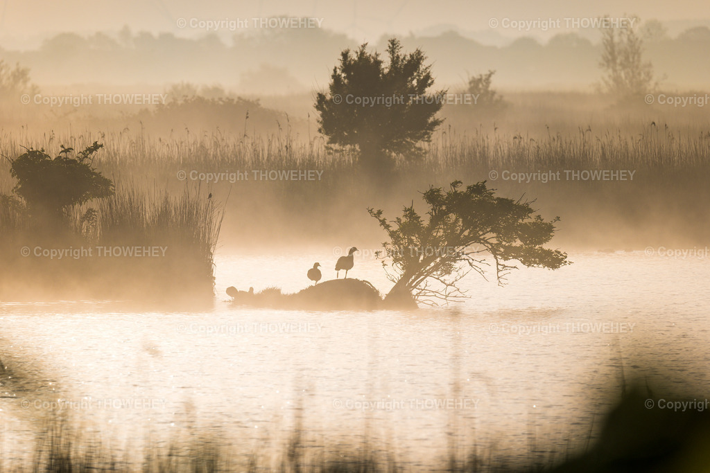 _1036382 | thowehey - Realisiert mit Pictrs.com