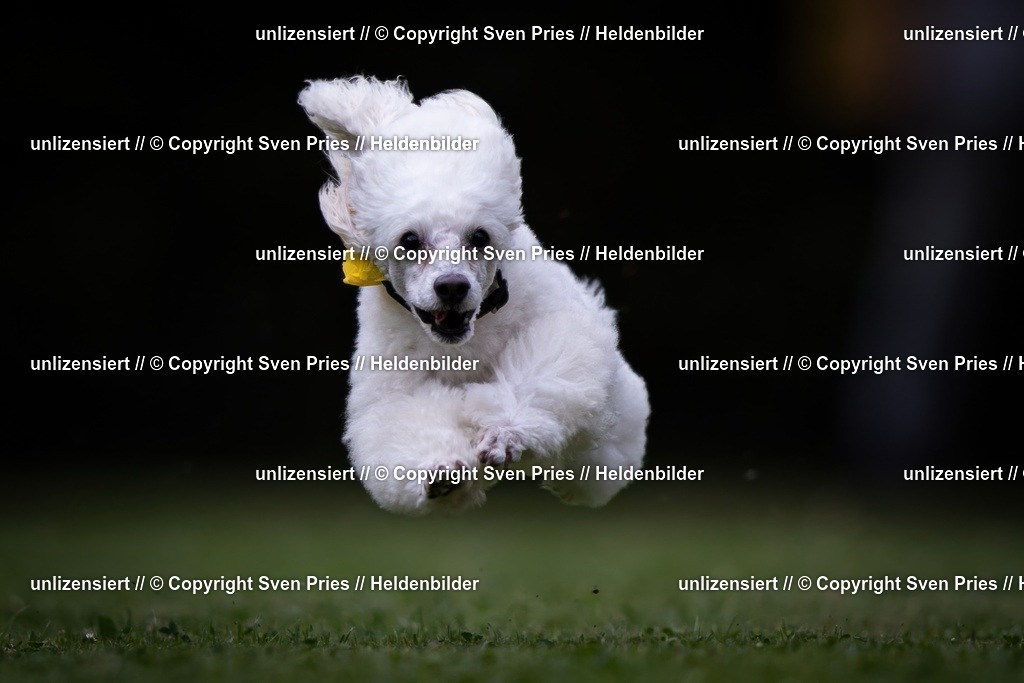 Sven Pries | 19. Allgemeines Hunderennen Karlsruhe Durlach - Realisiert mit Pictrs.com