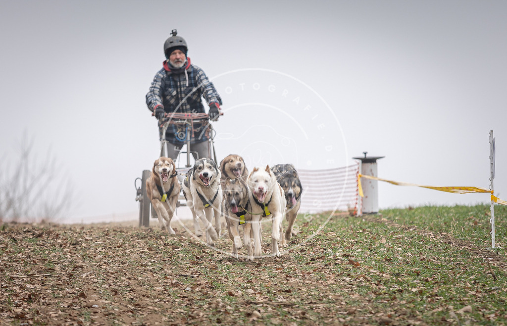 Pfotenfotografie_DV3A2076 | Hundefotografie, Tierfotograf, Pfotenfotografie, Fotoshooting Hund, Hunde Portrait, Hundesport, Hundeportraits, Heideshooting, Hunde, Sportfotograf, Hundefotograf, Turnierhundsport, THS,  - Realisiert mit Pictrs.com