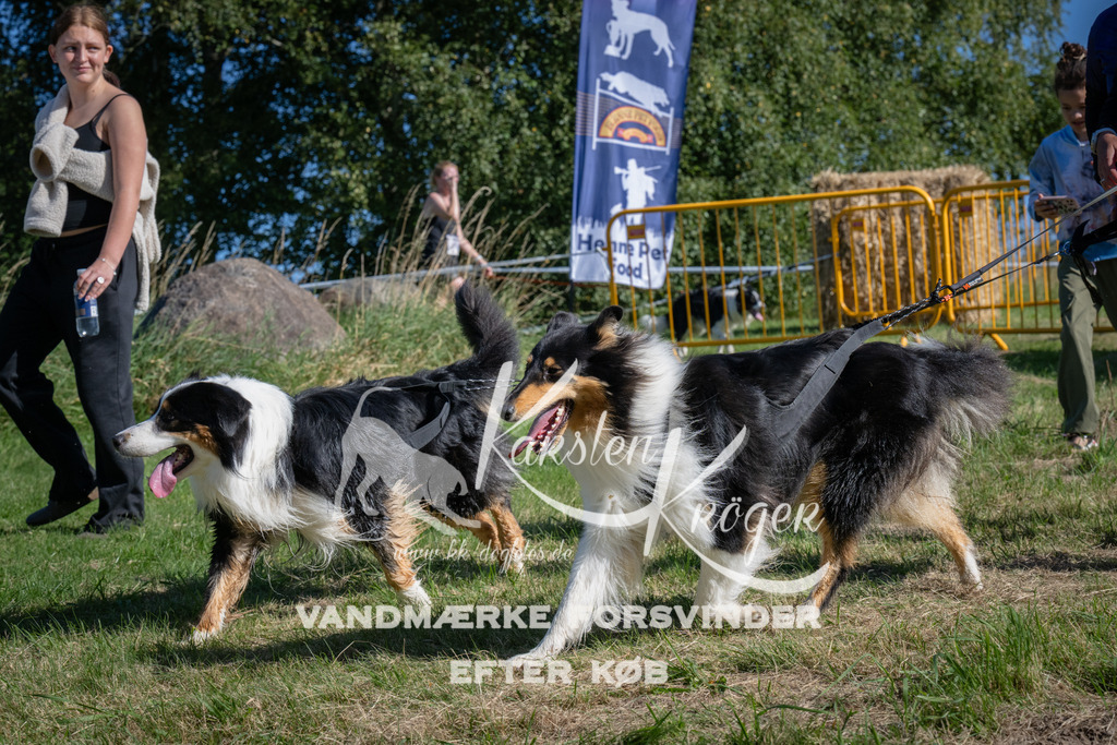 1006_ZZ97568 | kk-dogfotos