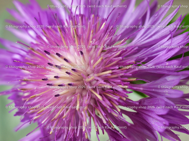 titusgraphy_P6258200-vz-ln | titusgraphy-shop: Geschenkideen mit Qualitätsfotos. titusgraphy-shop: gift ideas with quality photos. titusgraphy-shop: idées cadeaux avec photos de qualité.  - Realisiert mit Pictrs.com