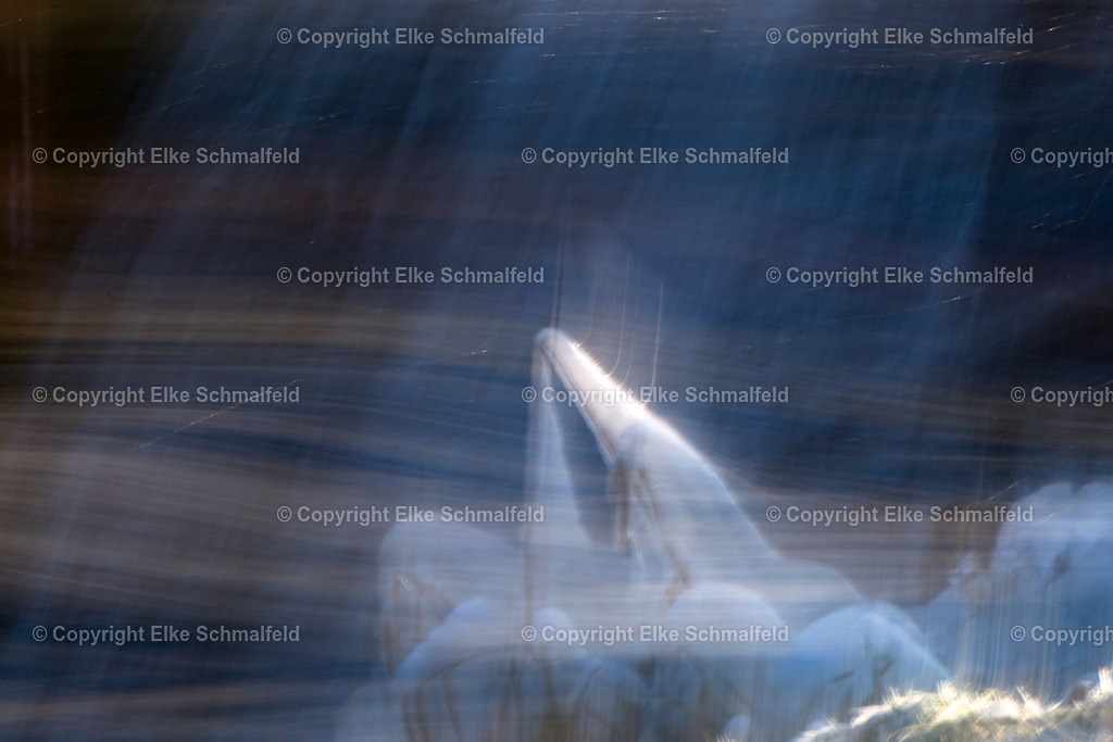 Eishauch_konvertiert_50_75 | Elke Schmalfeld - Realisiert mit Pictrs.com