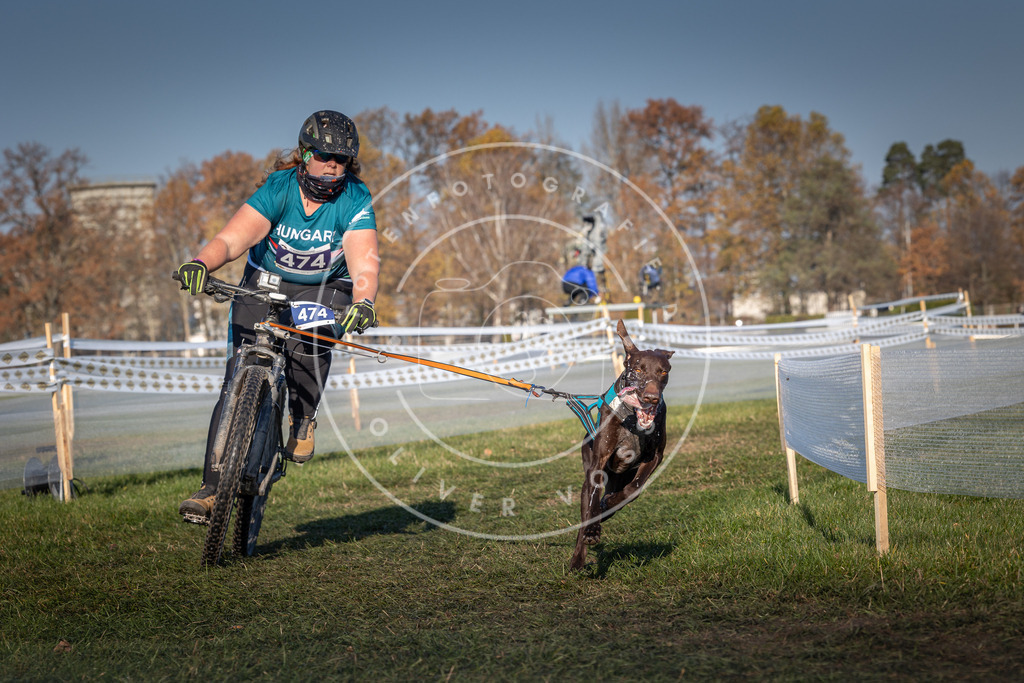 CaniXpix_0L8A4674 | Hundefotografie, Tierfotograf, Pfotenfotografie, Fotoshooting Hund, Hunde Portrait, Hundesport, Hundeportraits, Heideshooting, Hunde, Sportfotograf, Hundefotograf, Turnierhundsport, THS,  - Realisiert mit Pictrs.com