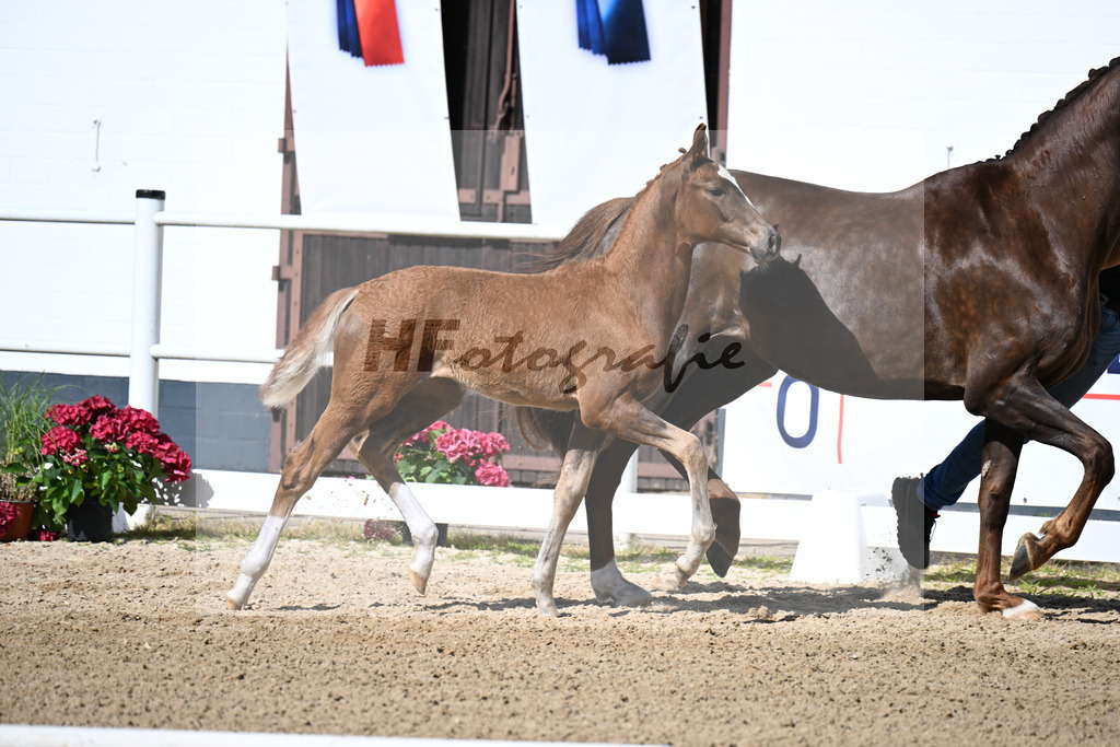 Kat-Nr. 2 Escamillo x Fuerst Romancier_SF_Finck-Deichner_20250210 | hf-fotografie - Realizzato con Pictrs.com