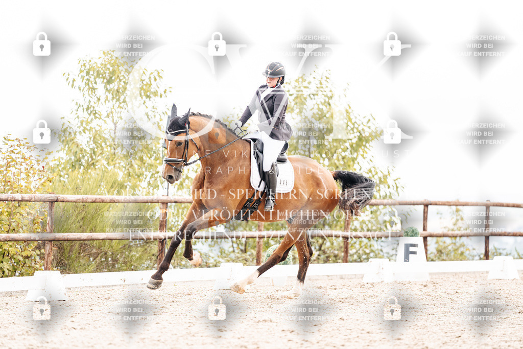 CK900857 | Turnierfotografie Pferdefotografie Trier Rheinland-Pfalz Pferdesport Reitsport Tierfotografie Sportfotografie Pferdevideo Pferdevideografie Equestrianvideography equestrianphotography  - Realisiert mit Pictrs.com