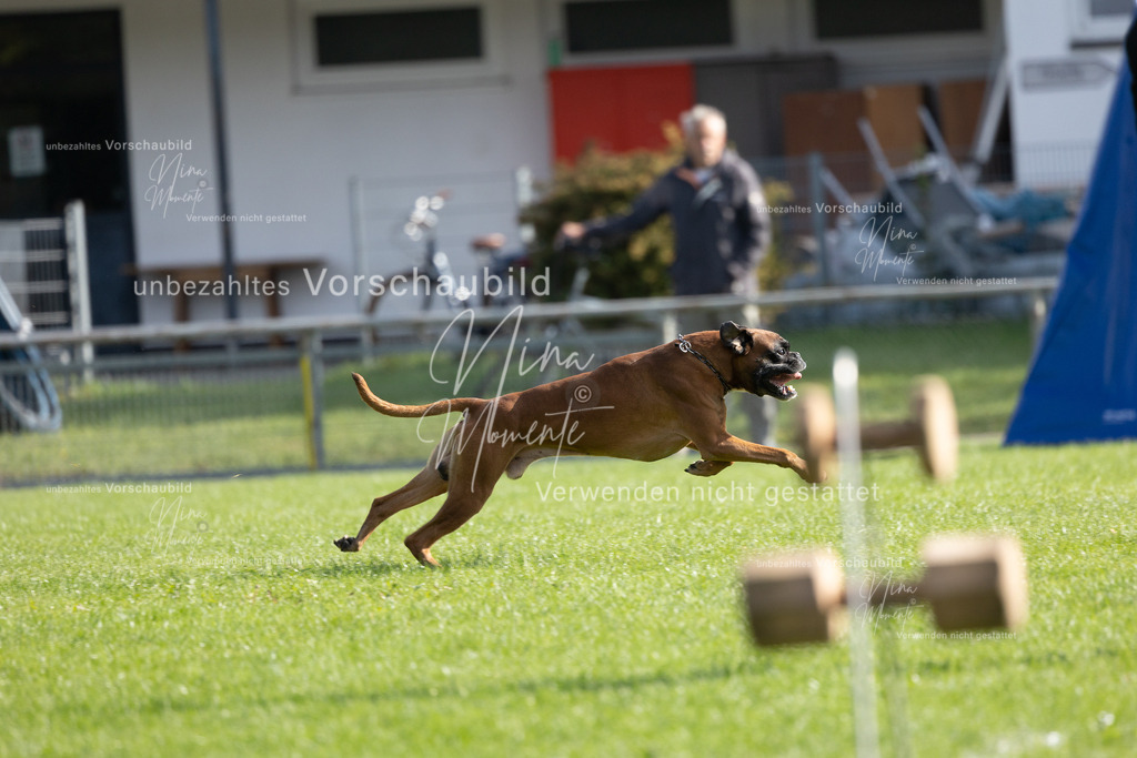 _16A6595 | Einzigartige Fotos von Hunden & Menschen –Actionfotos, Portraits, Vereinsaufnahmen & Paarshootings – authentisch, lebendig & mit Herz.
