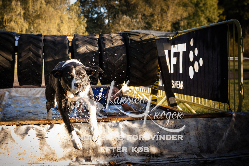 0912_ZZ90231 | kk-dogfotos