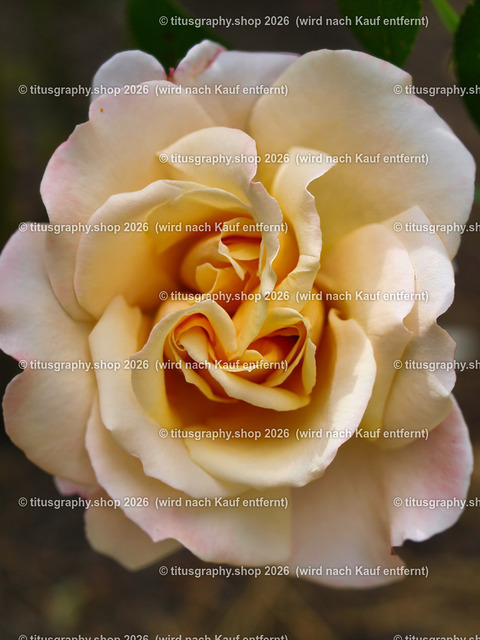 titusgraphy_P6291916-vz-ln | titusgraphy-shop: Geschenkideen mit Qualitätsfotos. titusgraphy-shop: gift ideas with quality photos. titusgraphy-shop: idées cadeaux avec photos de qualité.  - Realisiert mit Pictrs.com