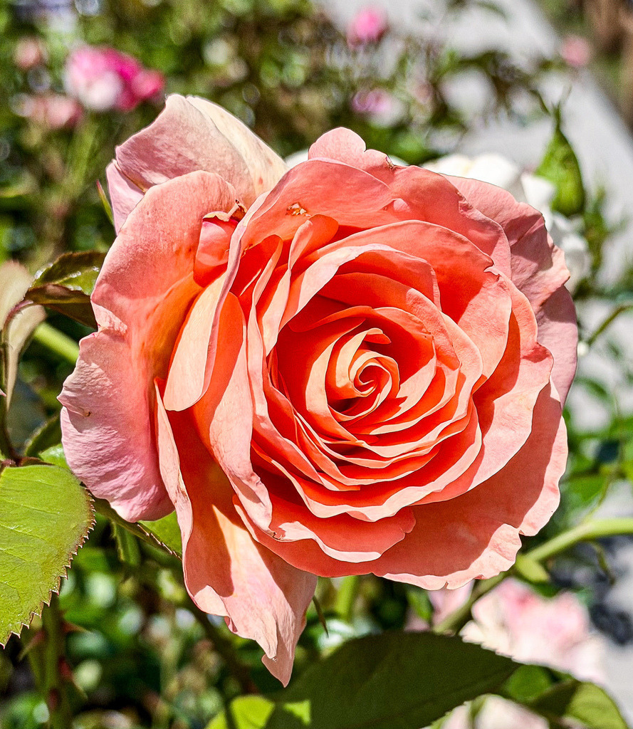 Perfekte Symmetrie – Elegantes Wandbild einer Edelrose | Die vollendete Geometrie der Natur. Diese gestochen scharfe Makroaufnahme fängt das faszinierende, spiralförmige Zentrum einer korallenroten Edelrose (Teehybride) in brillanter Klarheit ein. Das sanfte Spiel aus warmem Licht und feinen Schatten betont die samtige Textur der Blütenblätter. Ein zeitloser und eleganter Blickfang für moderne Wohnräume, stilvolle Schlafzimmer oder Wellnessbereiche. Empfohlen als großformatiger Galerie-Druck unter Acrylglas für maximale Farbtiefe. - Realisiert mit Pictrs.com