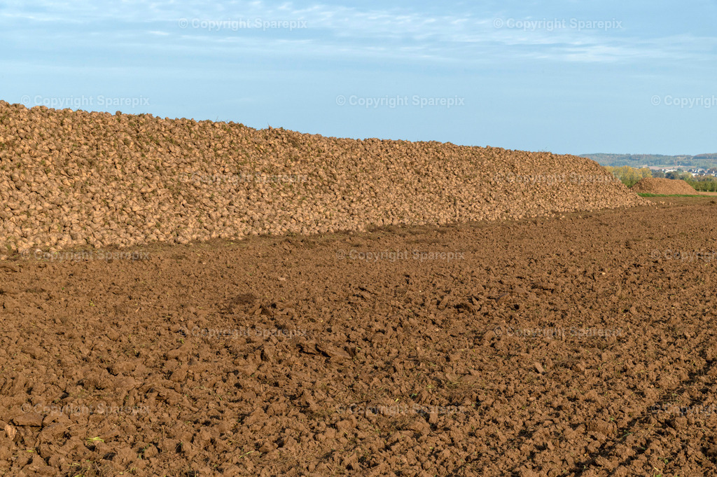 CAR_Agri_Sugar_Beet3 | sparepix - Realisiert mit Pictrs.com