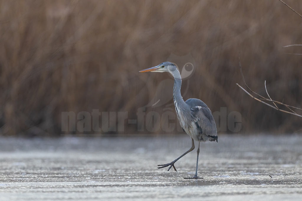 R6NF1556_20240111 | Der Graureiher, auch Fischreiher genannt, ist eine Vogelart aus der Ordnung Pelecaniformes. Er ist in Eurasien und Afrika weit verbreitet und häufig. Weltweit werden vier Unterarten unterschieden. In Mitteleuropa ist er mit der Nominatform Ardea cinerea cinerea vertreten. - Realisiert mit Pictrs.com
