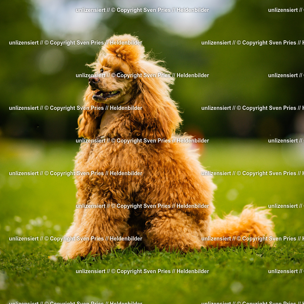 Sven Pries | 2025-05-29 - Pudelrennen KA-Durlach - Realisiert mit Pictrs.com