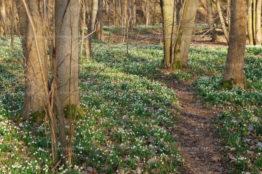 Märzenbecherwiese Ossig | Märzenbecherwiese Ossig - Realisiert mit Pictrs.com