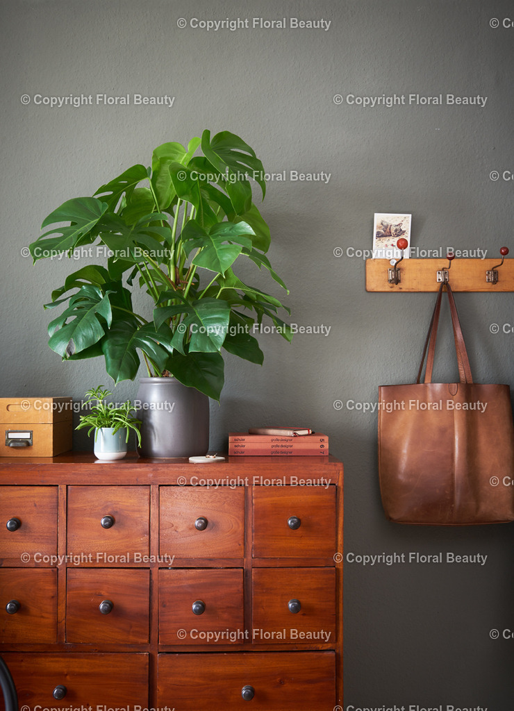 Monstera_05 | Onlineshop für hochwertige Wandbilder. Bei uns findet ihr selbstgestaltete Blumenmotive. Das perfekte Geschenk, als Praxisdeko oder die eigene Wohnung. Alle künstlerischen Blumenfotos sind auf Leinwand, FineArtPrint, Kunstdruck und vielem mehr zu erwerben - Realisiert mit Pictrs.com