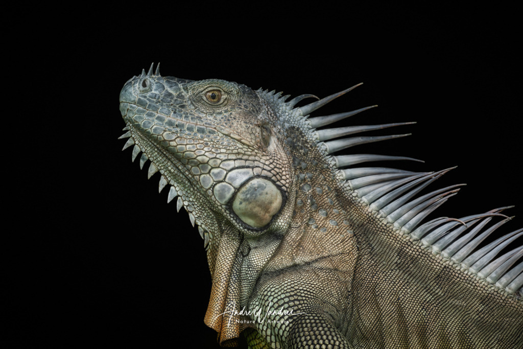 Tropenechse | Andre Wandrei - Nature Artworx - Realisiert mit Pictrs.com