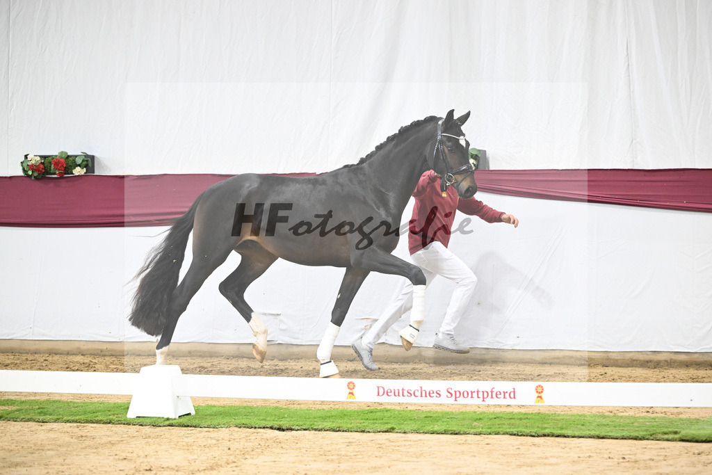 Kat-Nr. 105 Floricello x Sir Donnerhall_Frieder Heilemann_47253517 | hf-fotografie - Realisiert mit Pictrs.com