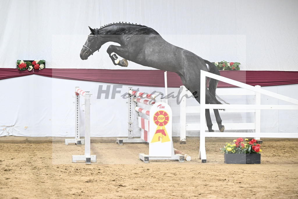 Kat-Nr. 104 Allroad 2000 Z x Chacco-Blue_Anton Gassler_47253348 | hf-fotografie - Realisiert mit Pictrs.com