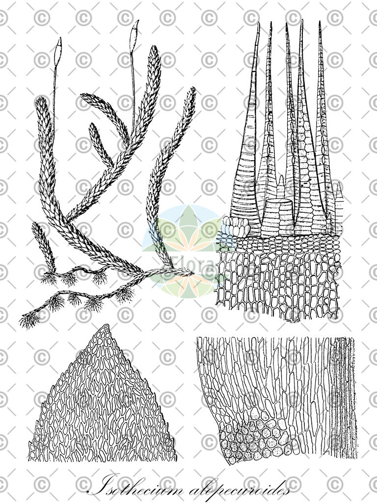 HistAbb_wfo-0000833695_1_ENZY_Simple | Historische Abbildung von Isothecium alopecuroides - Lembophyllaceae | Historical Illustration of Isothecium alopecuroides - Lembophyllaceae