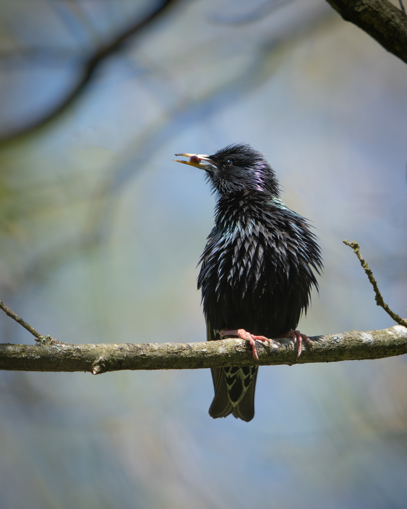 Star im Fühjahr | Im Führjahr haben die Stareltern viel zu tun. 